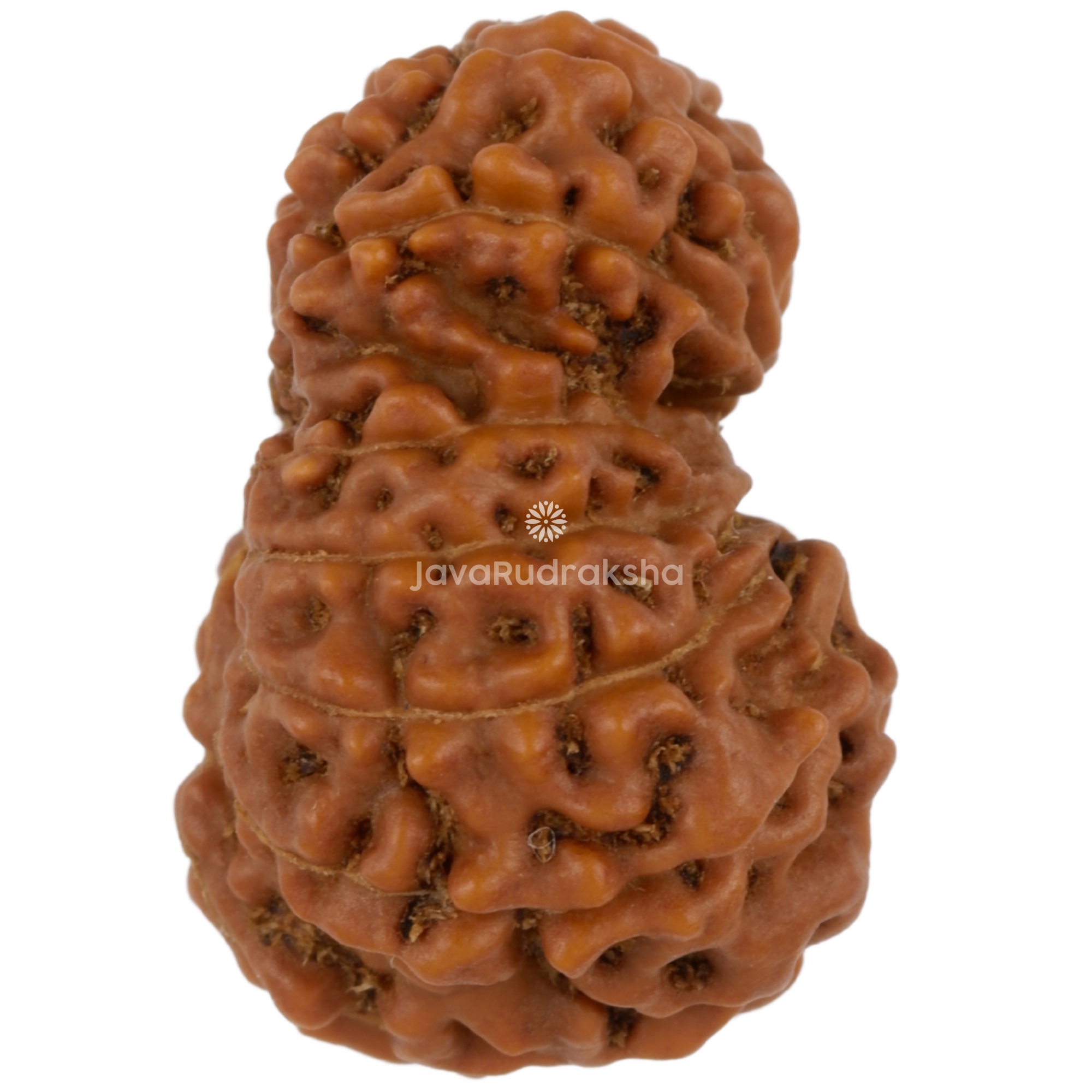 14 Mukhi Java Rudraksha 19.67 mm right side angle