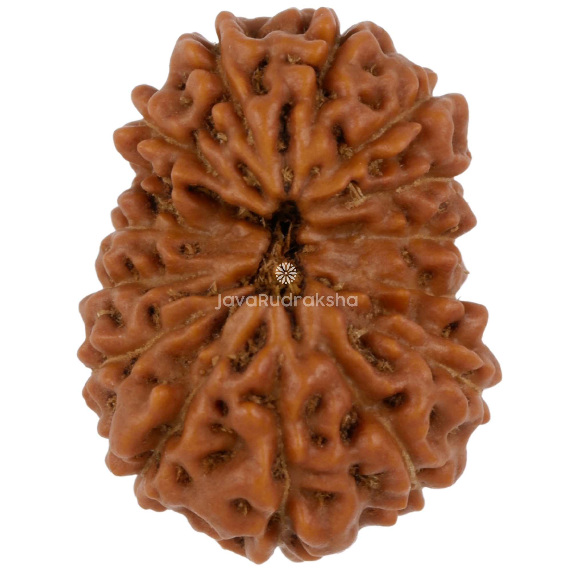14 Mukhi Java Rudraksha 19.67 mm top view