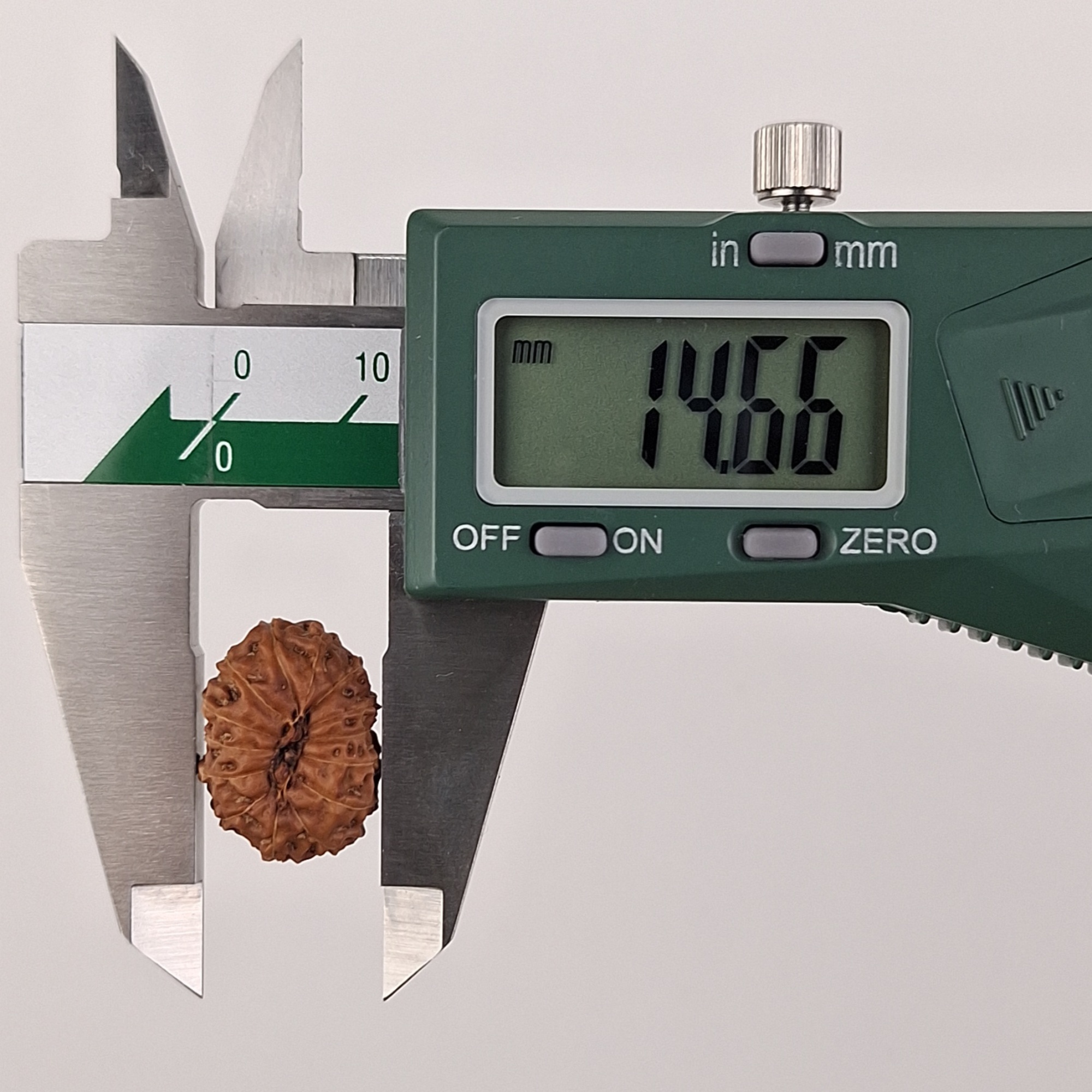 14 Mukhi Java Rudraksha 14.66 mm width measurement