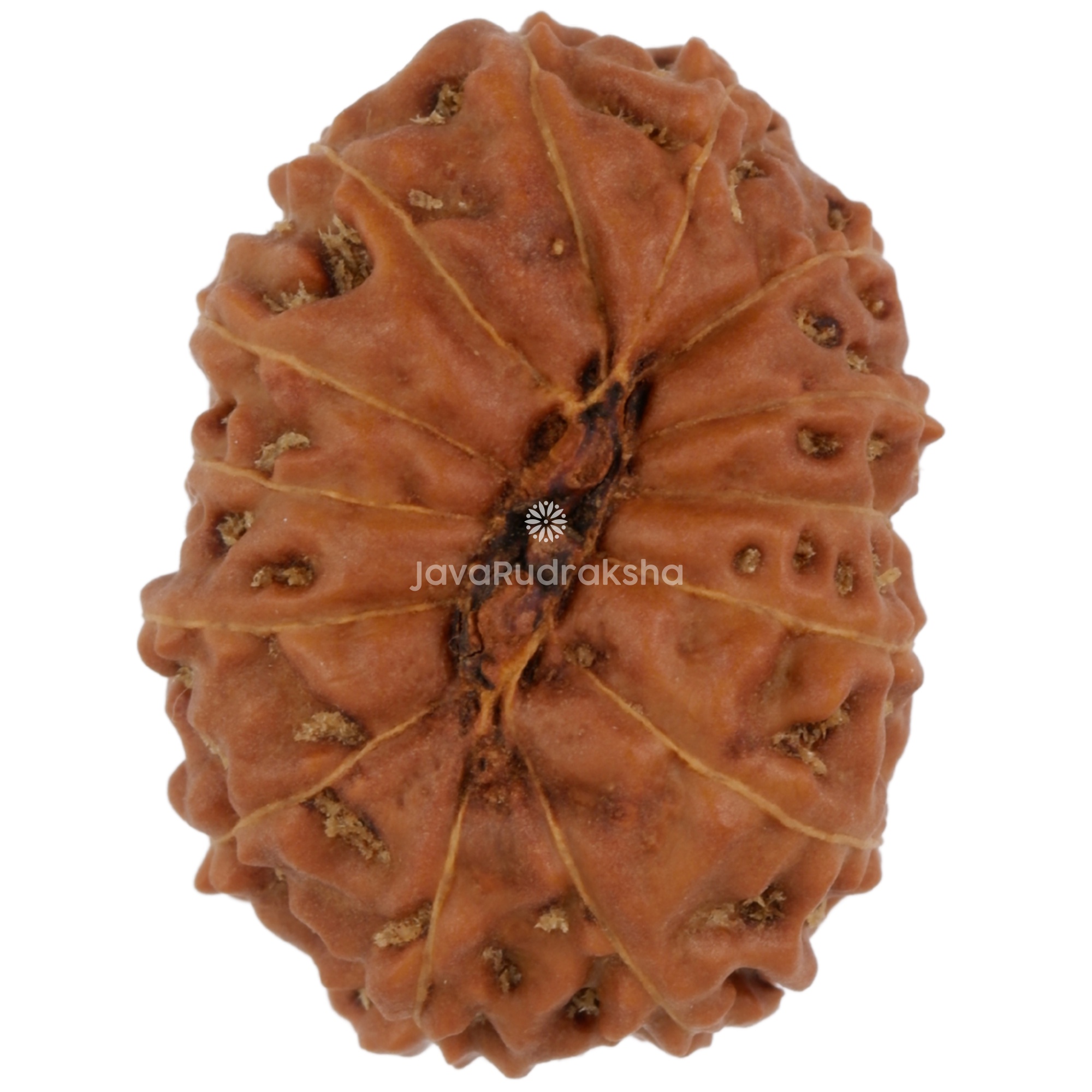 14 Mukhi Java Rudraksha 19.93 mm bottom view
