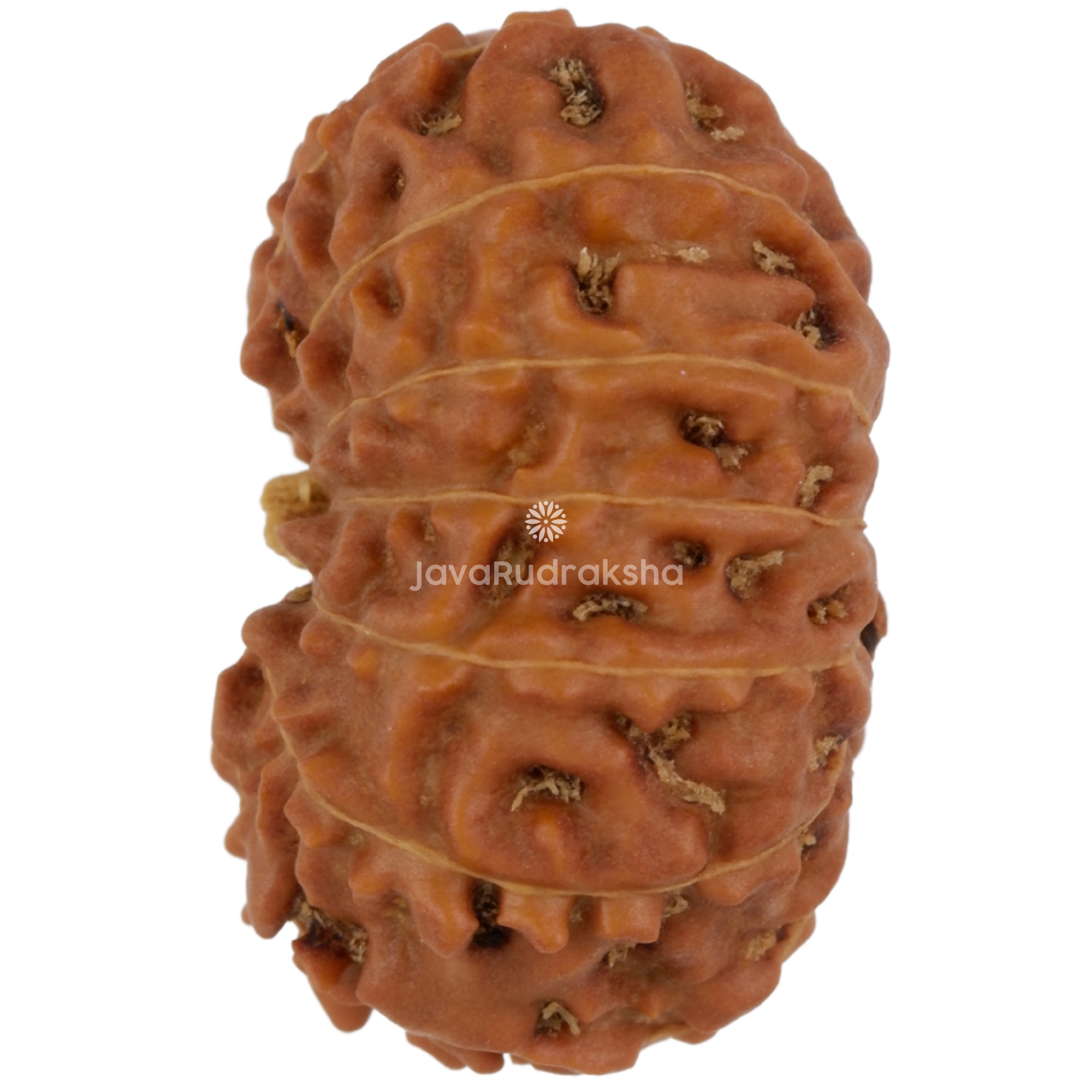 14 Mukhi Java Rudraksha 19.93 mm left side angle