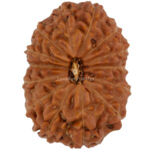 14 Mukhi Java Rudraksha 19.93 mm top view