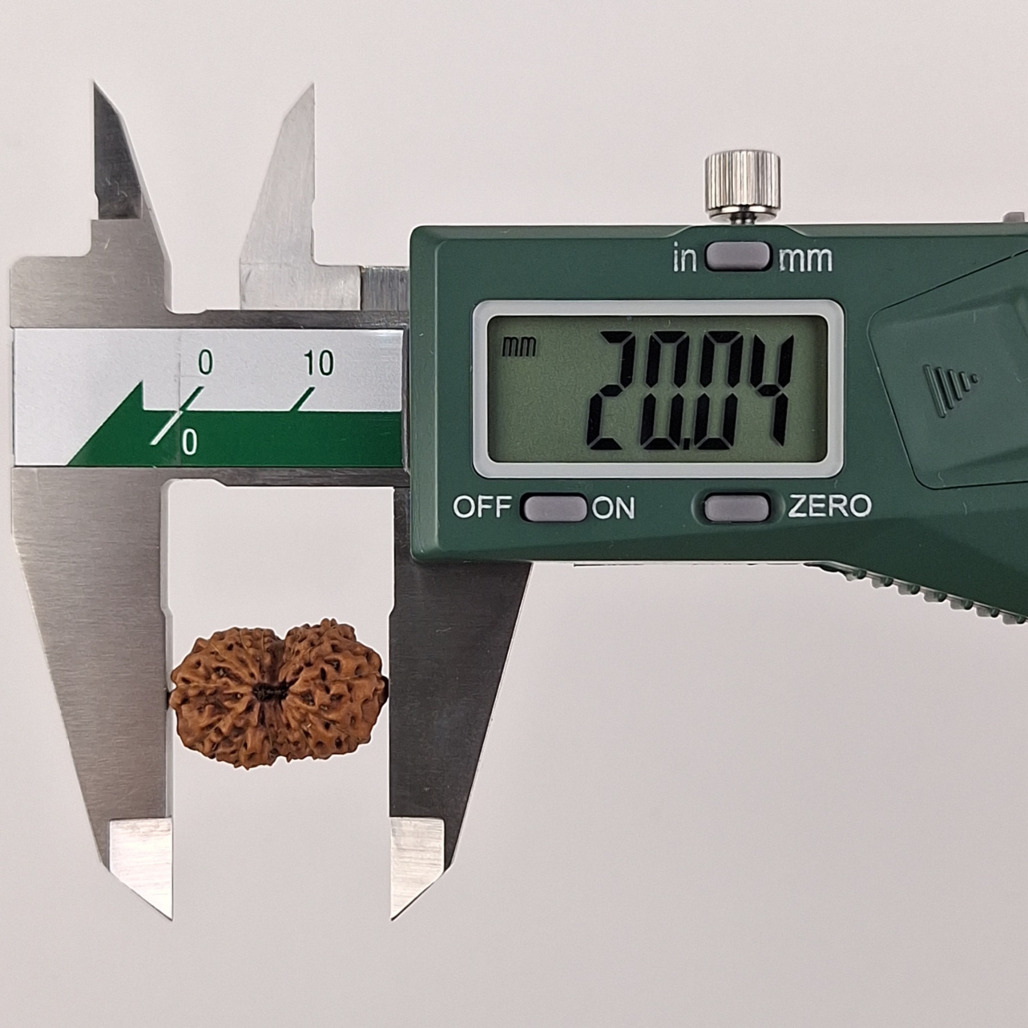 14 Mukhi Java Rudraksha 20.04 mm length measurement