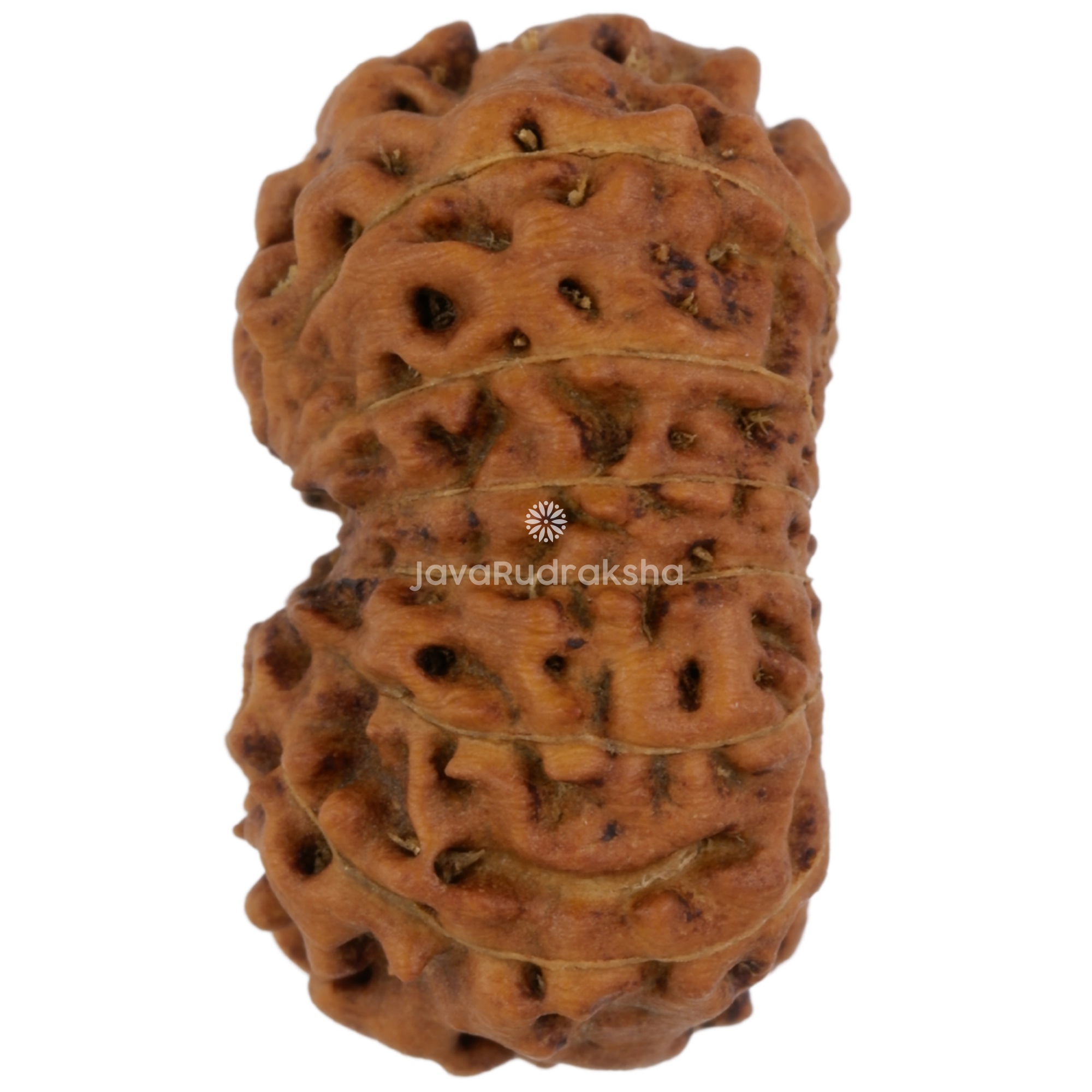 14 Mukhi Java Rudraksha 20.04 mm left side angle