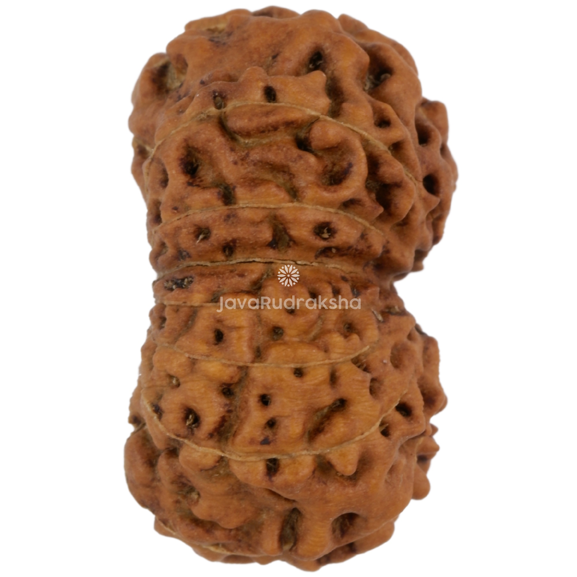 14 Mukhi Java Rudraksha 20.04 mm right side angle