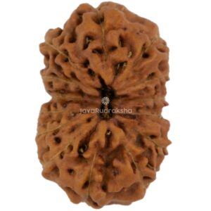 14 Mukhi Java Rudraksha 20.04 mm top view
