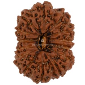 14 Mukhi Java Rudraksha 20.29 mm top view