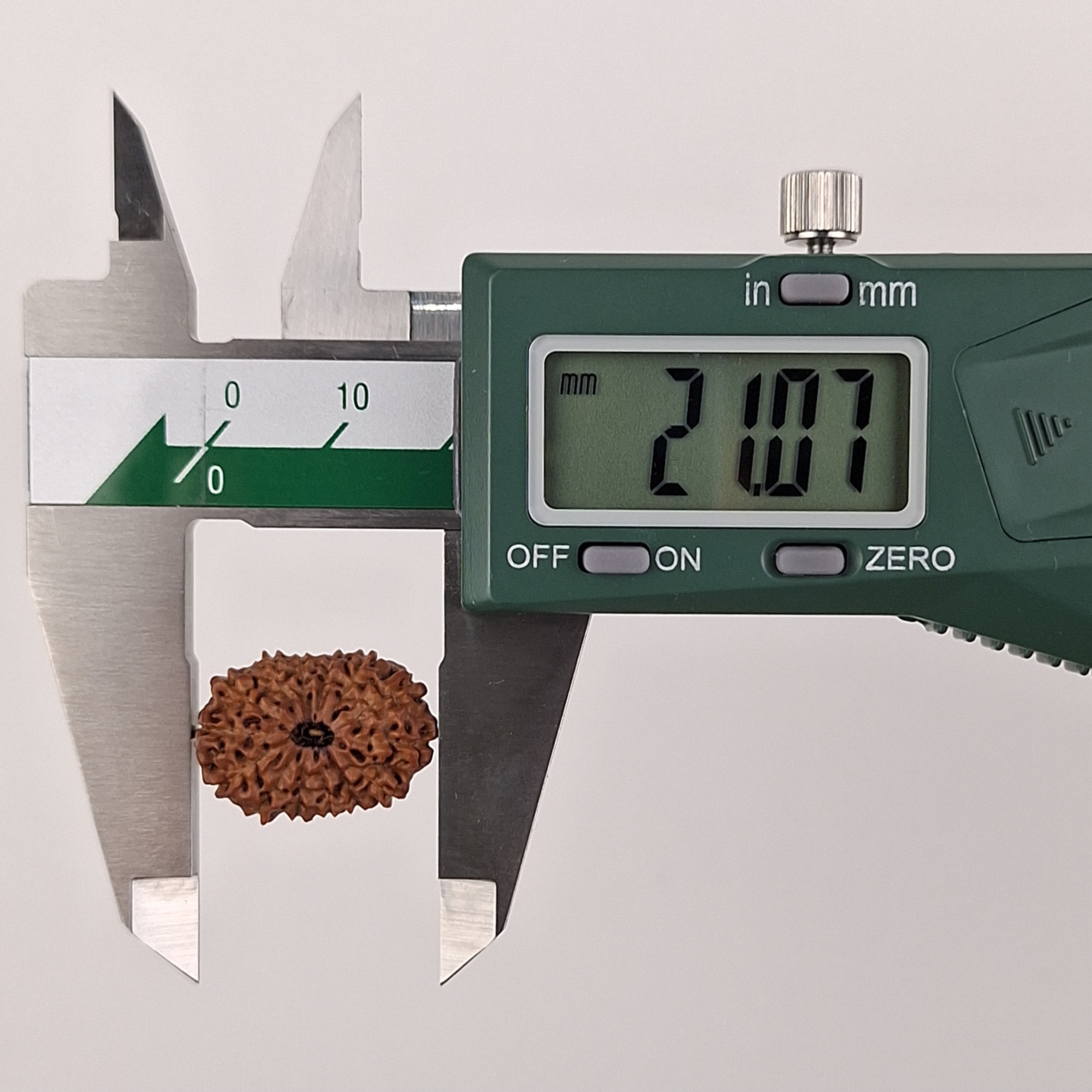 14 Mukhi Java Rudraksha 21.07 mm length measurement