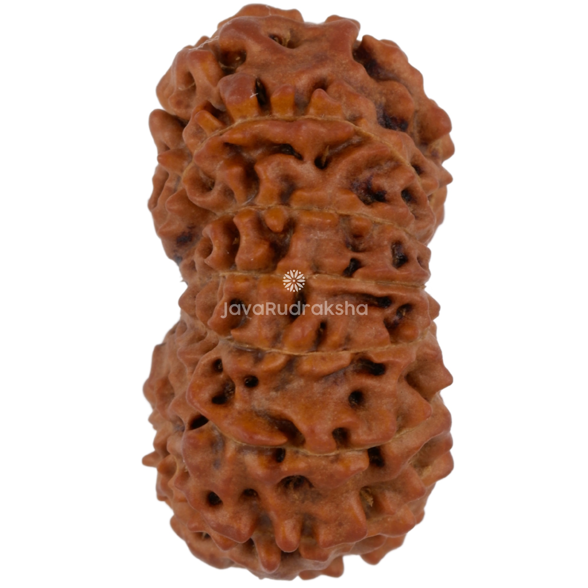 14 Mukhi Java Rudraksha 21.07 mm left side angle