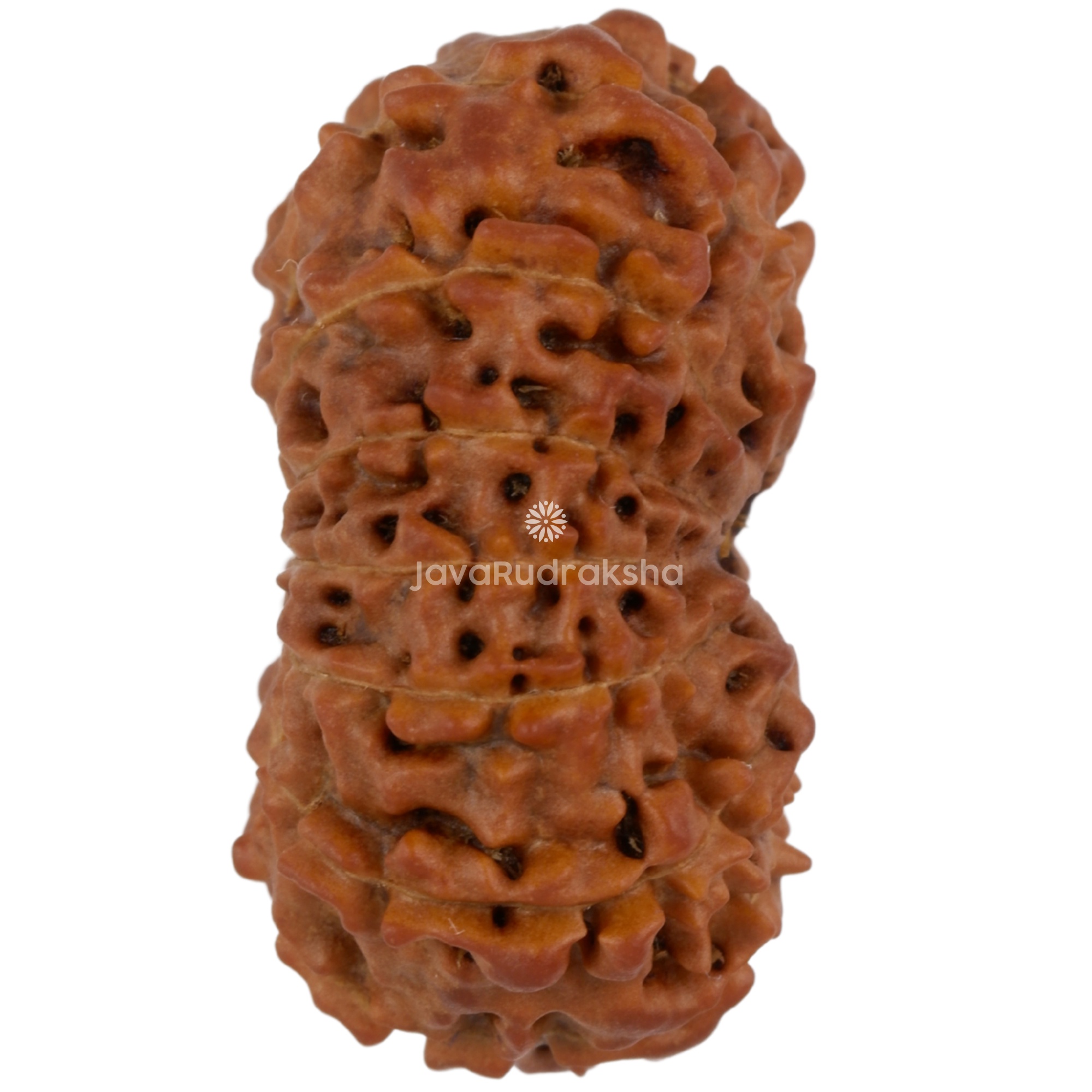 14 Mukhi Java Rudraksha 21.07 mm right side angle