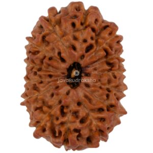 14 Mukhi Java Rudraksha 21.07 mm top view