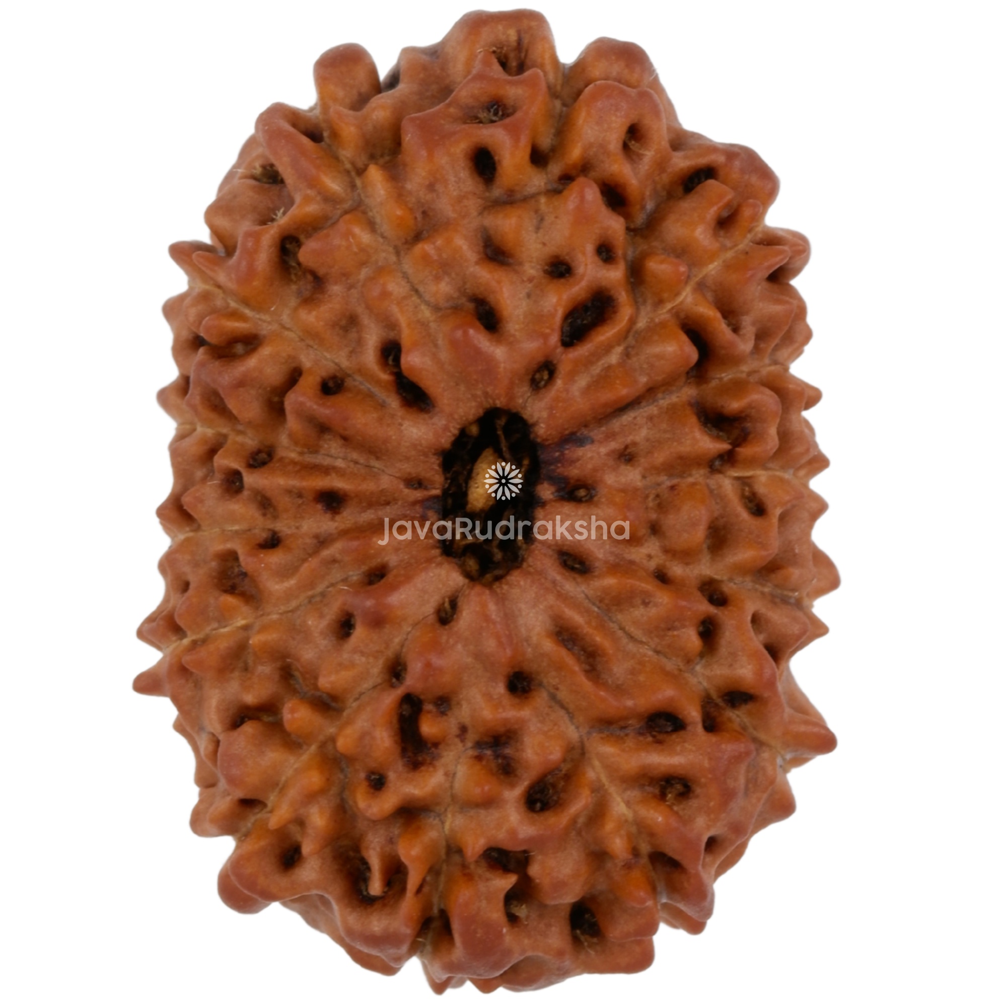 14 Mukhi Java Rudraksha 21.07 mm top view