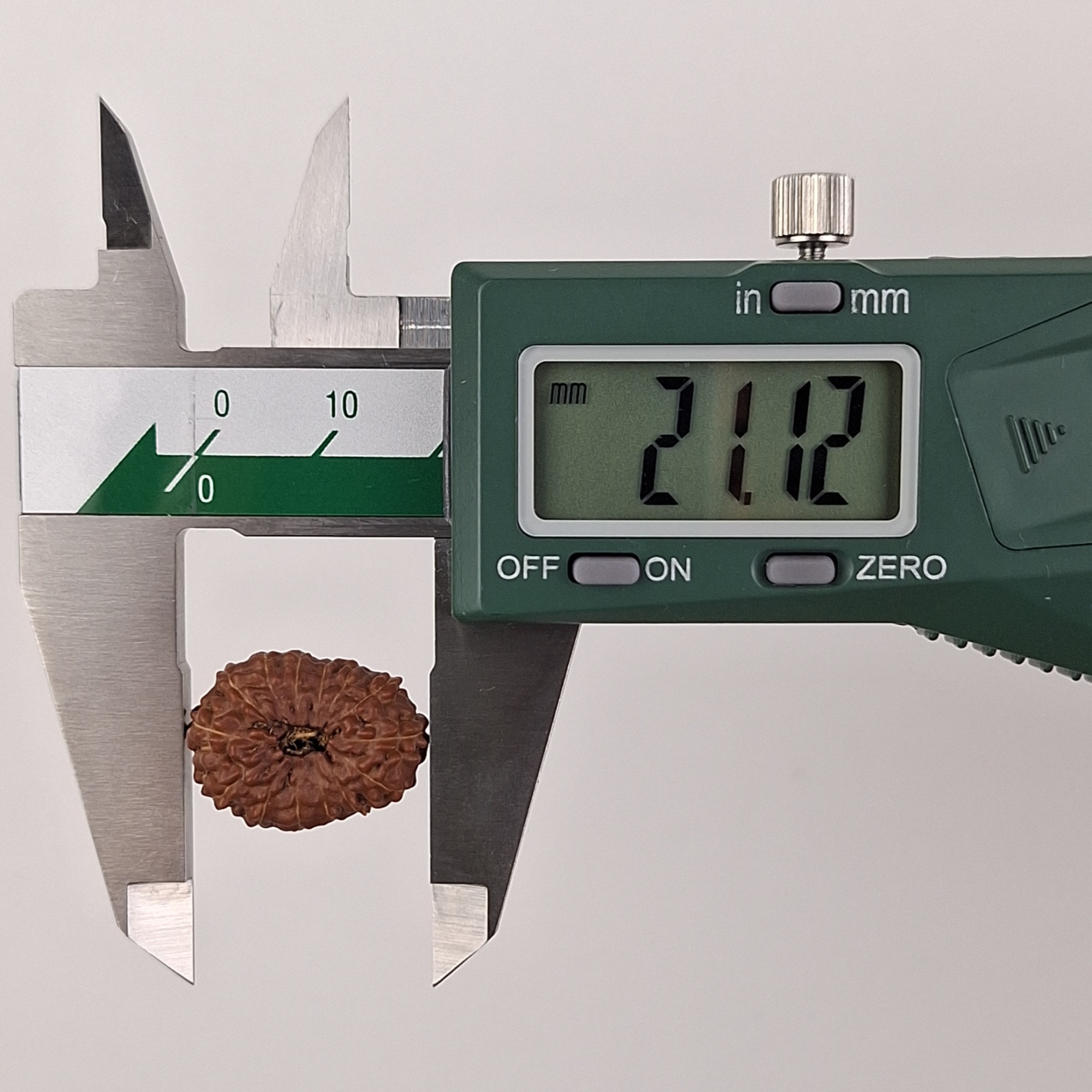 14 Mukhi Java Rudraksha 21.12 mm length measurement