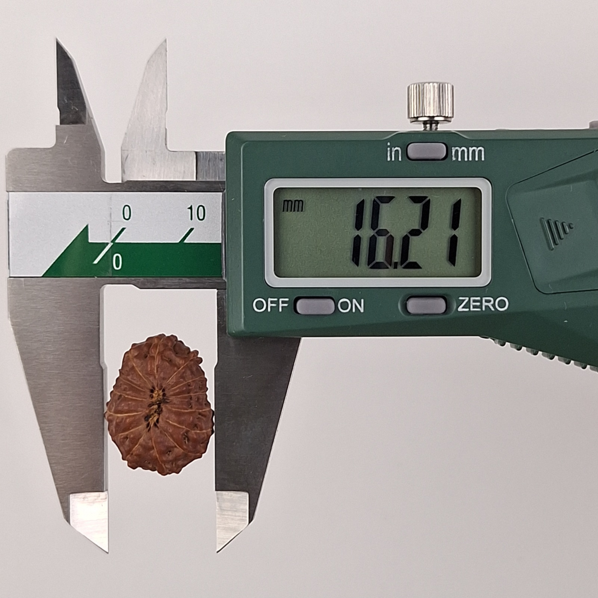 14 Mukhi Java Rudraksha 16.21 mm width measurement