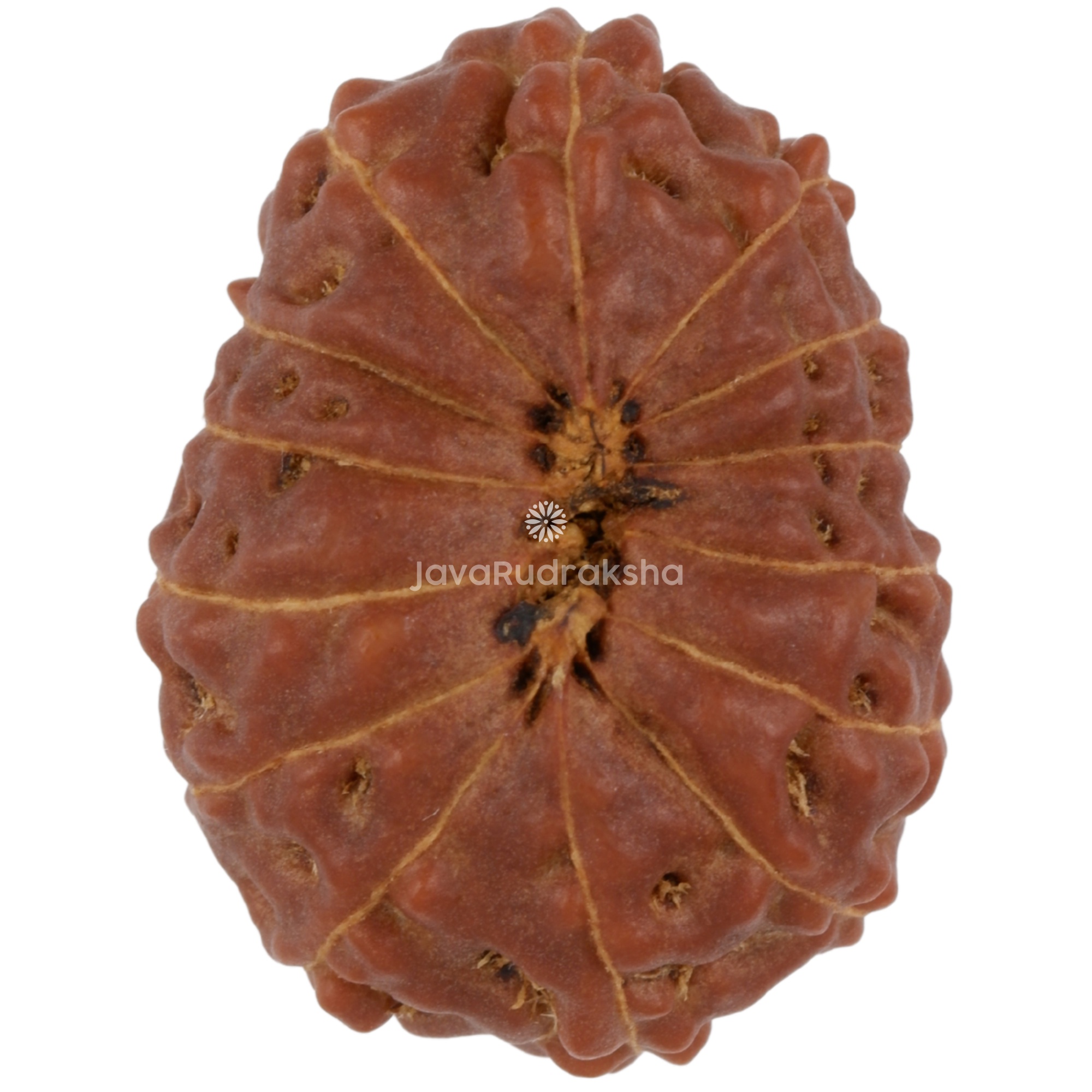 14 Mukhi Java Rudraksha 21.12 mm bottom view