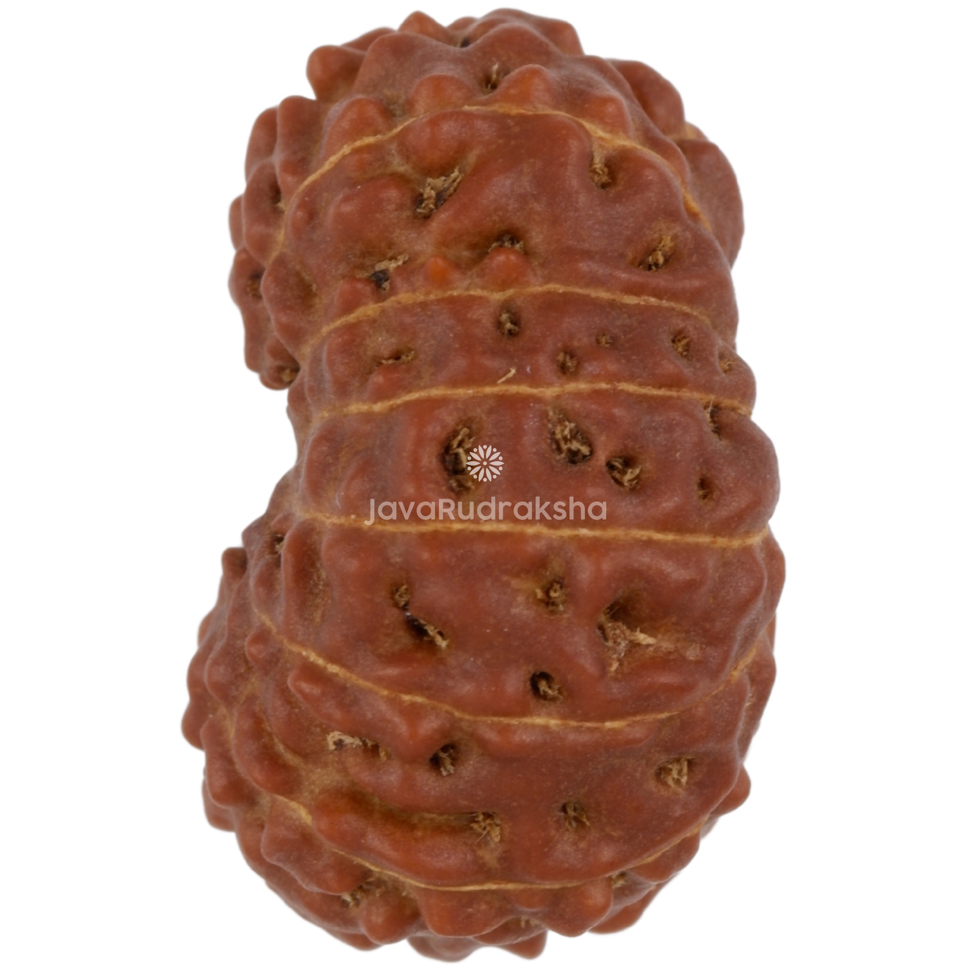14 Mukhi Java Rudraksha 21.12 mm left side angle