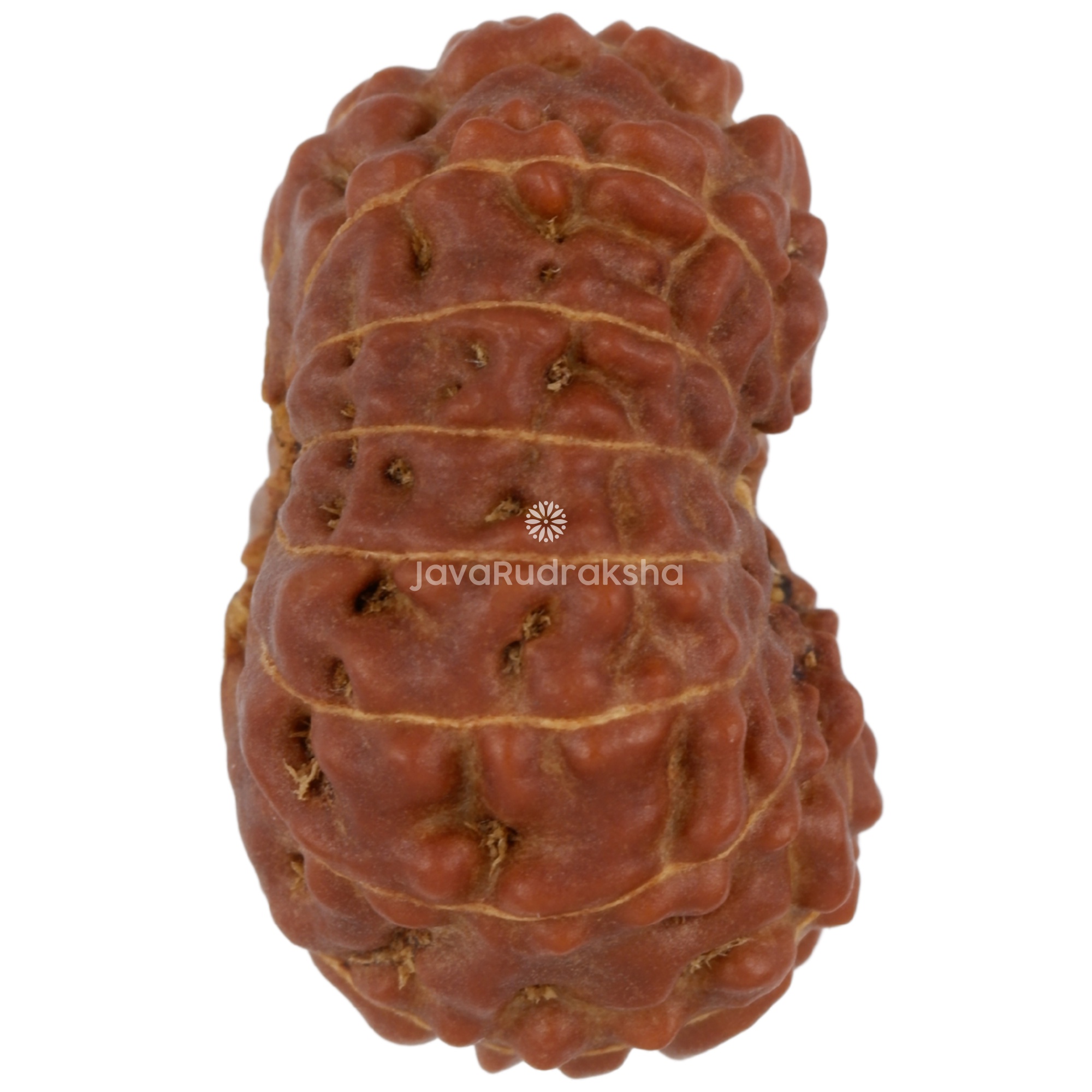 14 Mukhi Java Rudraksha 21.12 mm right side angle