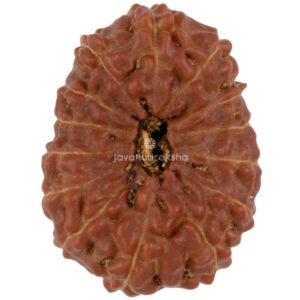 14 Mukhi Java Rudraksha 21.12 mm top view