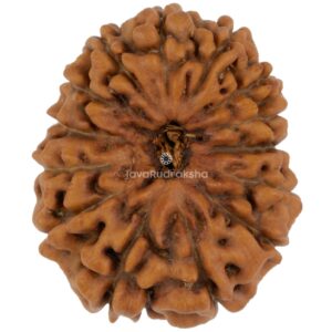 14 Mukhi Java Rudraksha 21.31 mm top view