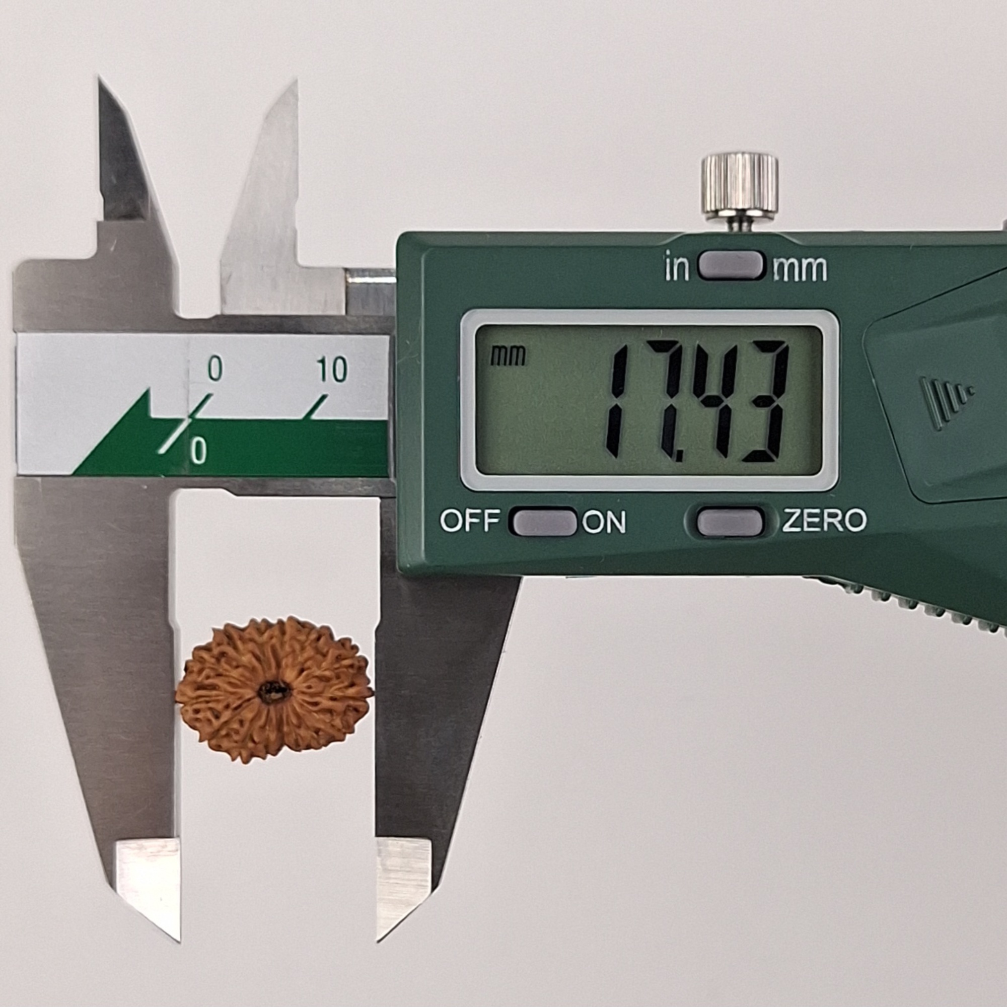 15 Mukhi Java Rudraksha 17.43 mm length measurement