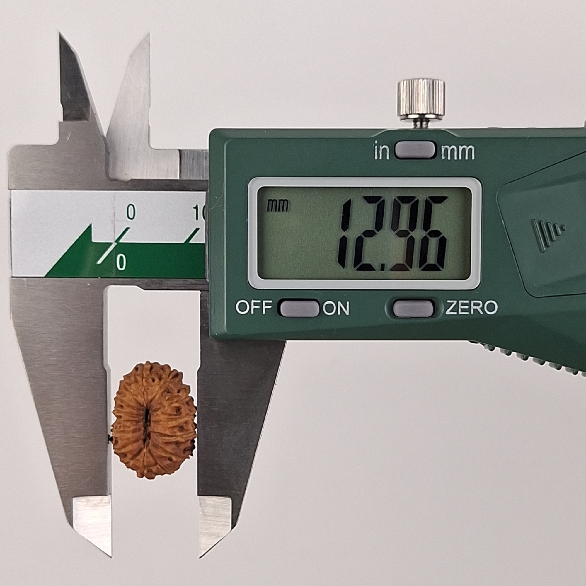 15 Mukhi Java Rudraksha 12.96 mm width measurement