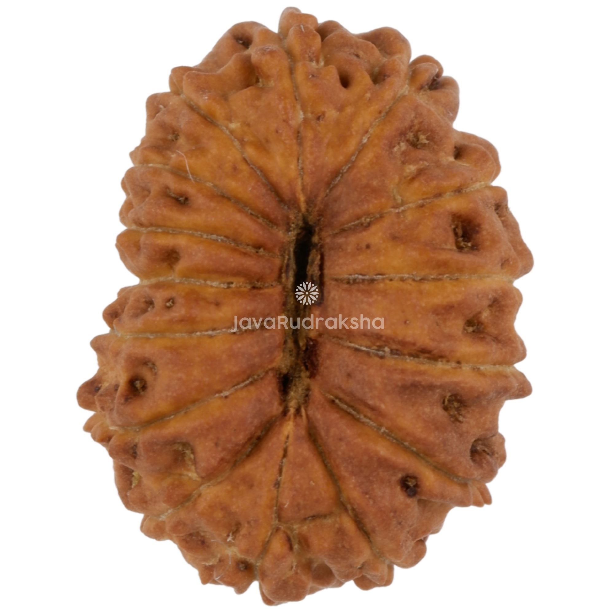 15 Mukhi Java Rudraksha 17.43 mm bottom view
