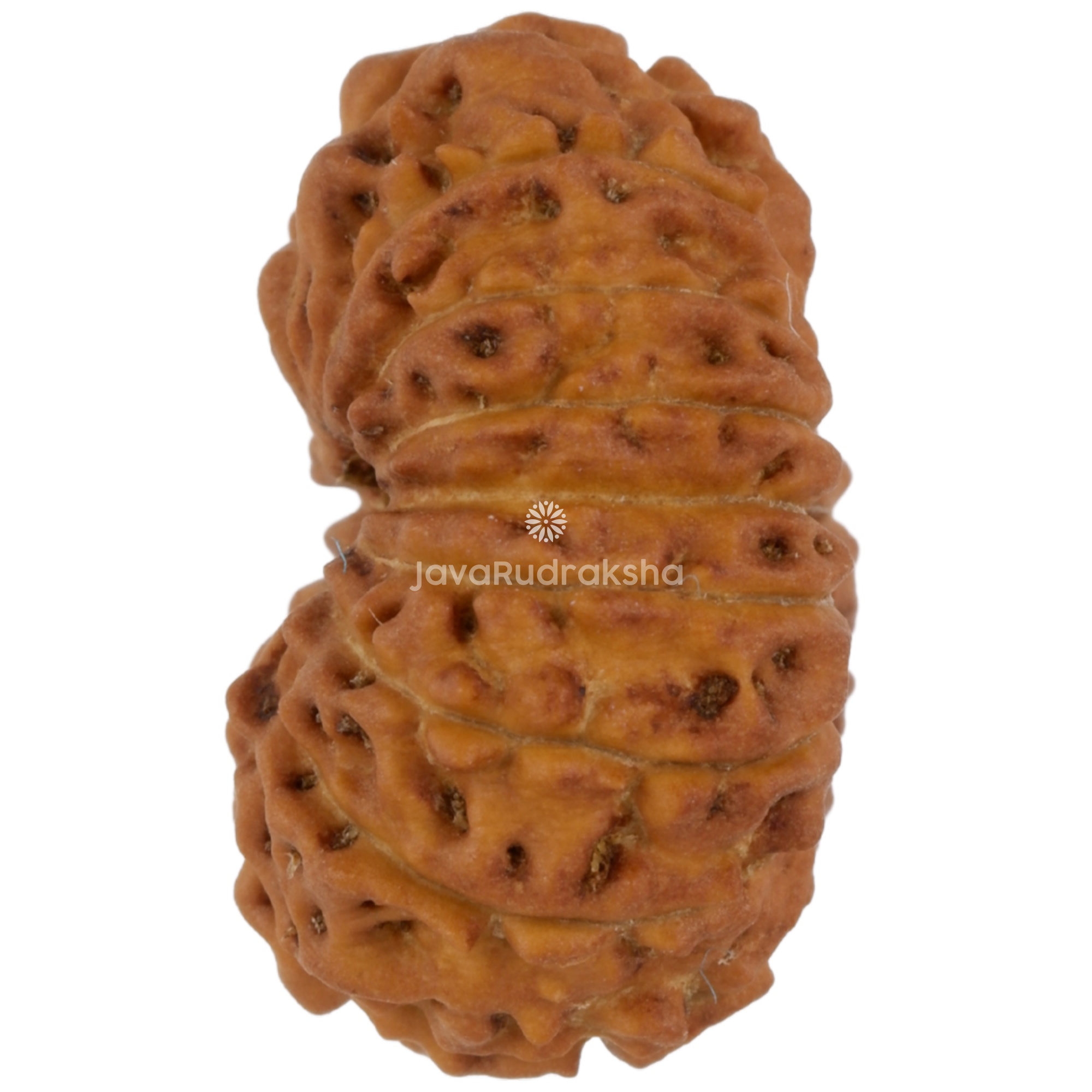 15 Mukhi Java Rudraksha 17.43 mm left side angle