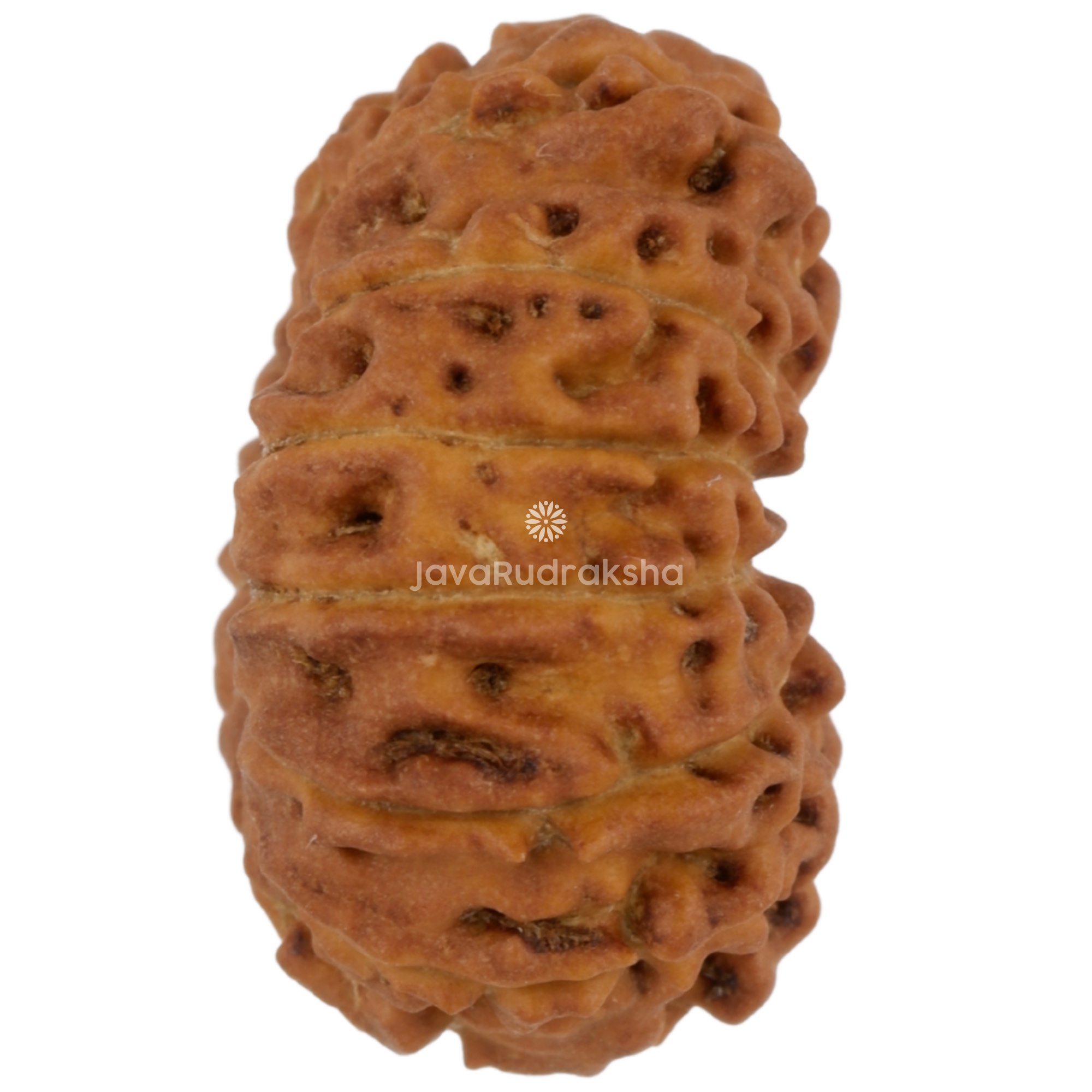 15 Mukhi Java Rudraksha 17.43 mm right side angle