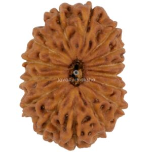 15 Mukhi Java Rudraksha 17.43 mm top view