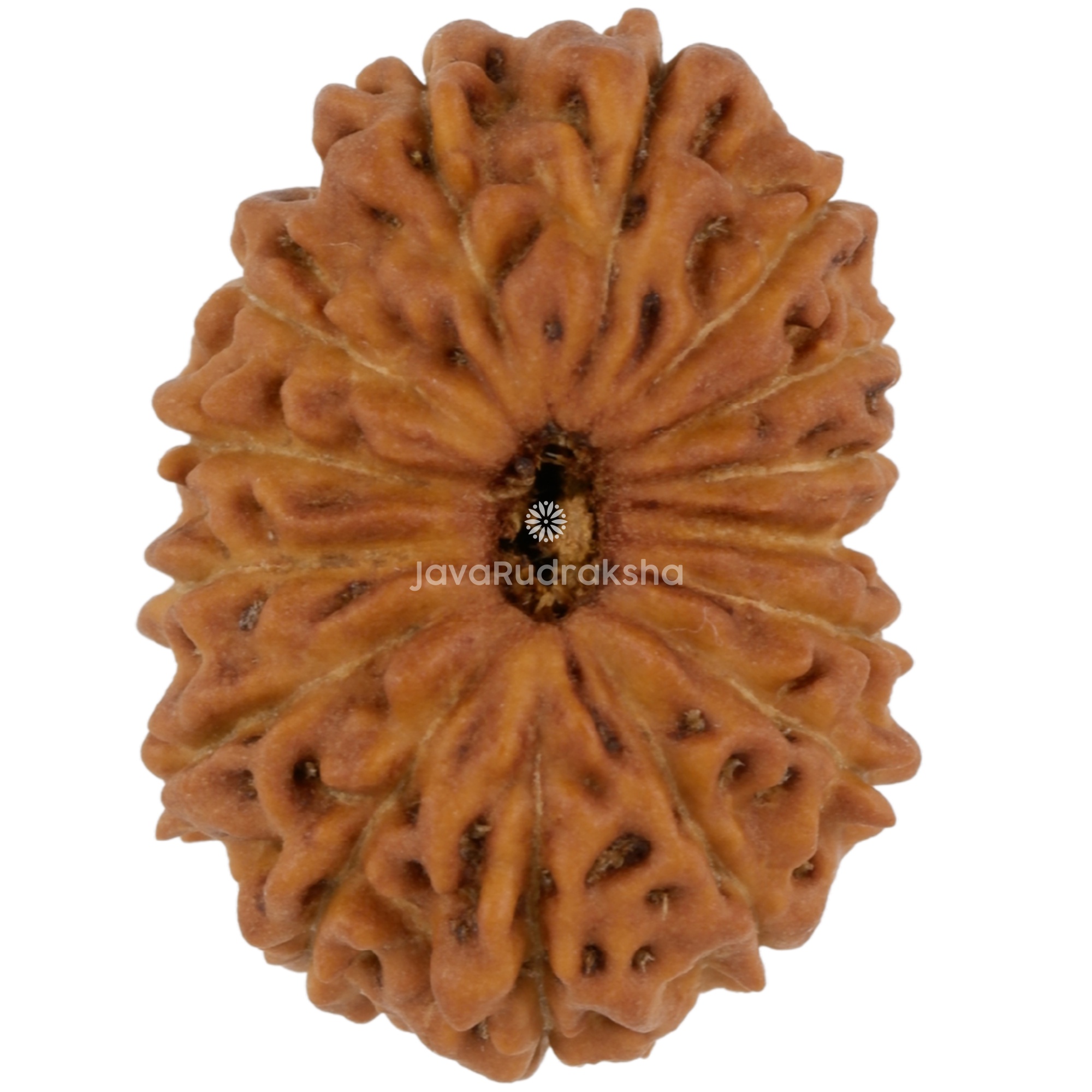 15 Mukhi Java Rudraksha 17.43 mm top view