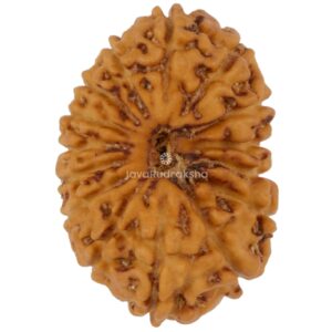 15 Mukhi Java Rudraksha 17.71 mm top view