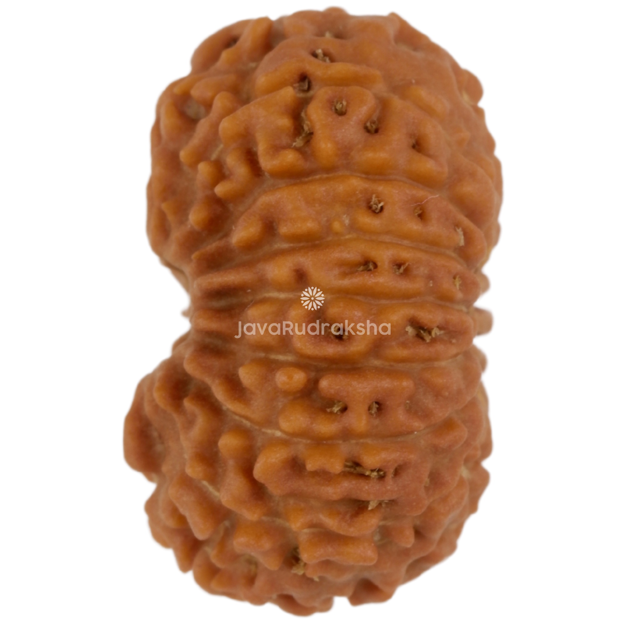 15 Mukhi Java Rudraksha 18.14 mm left side angle