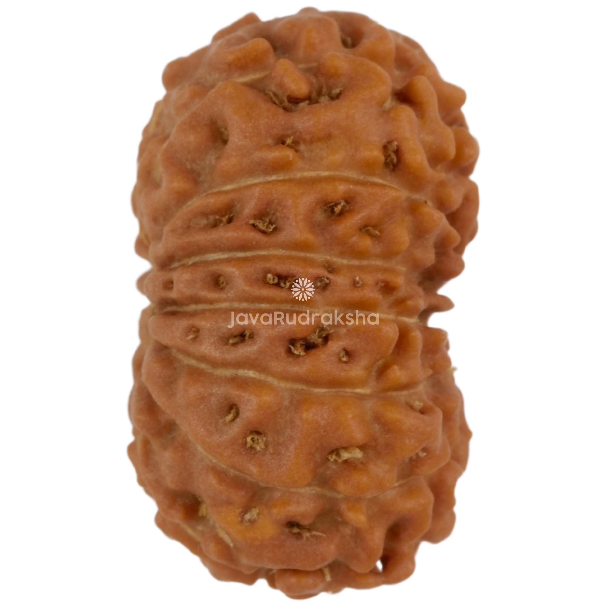 15 Mukhi Java Rudraksha 18.14 mm right side angle