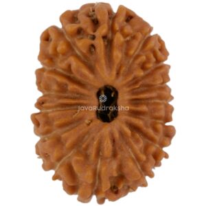 15 Mukhi Java Rudraksha 18.14 mm top view