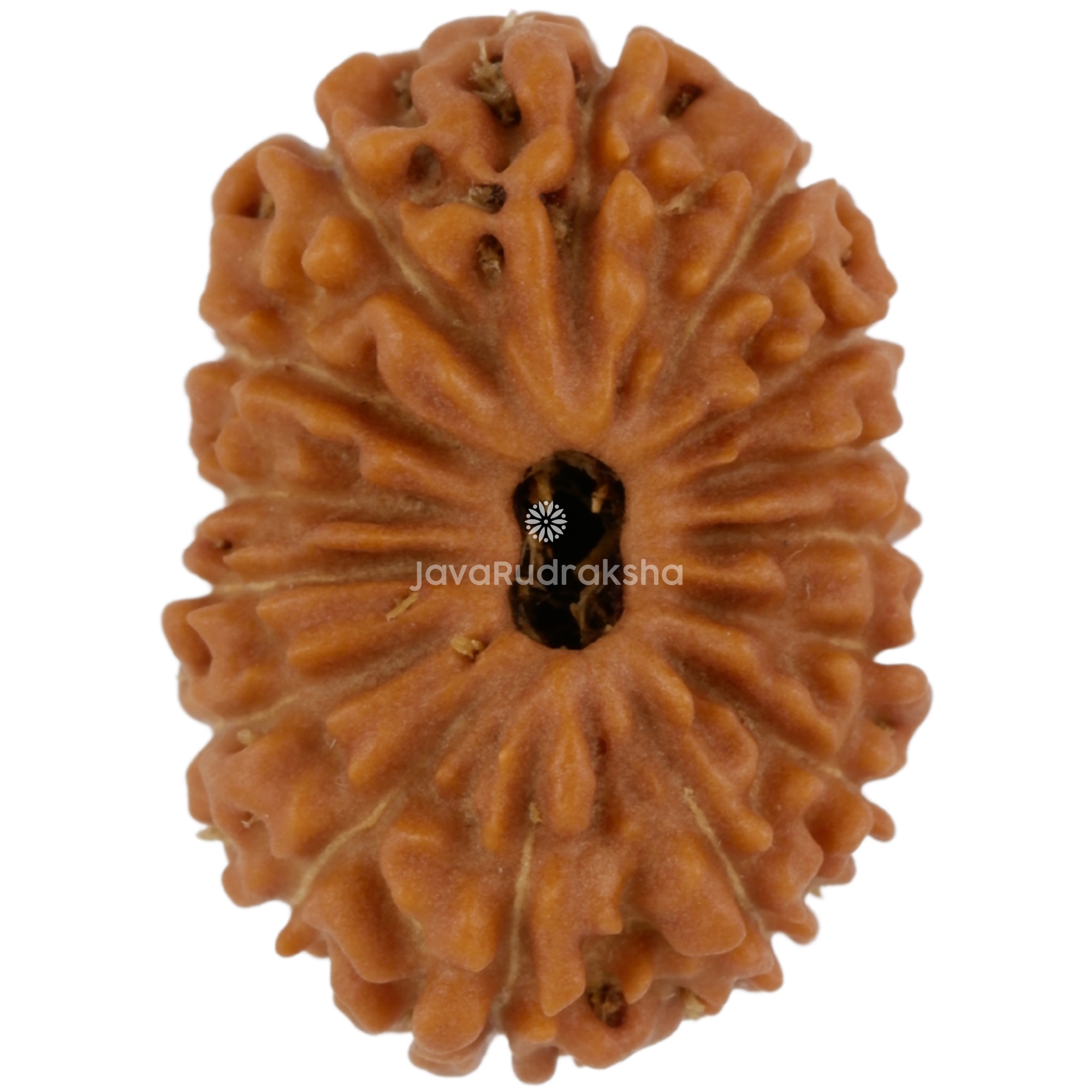 15 Mukhi Java Rudraksha 18.14 mm top view