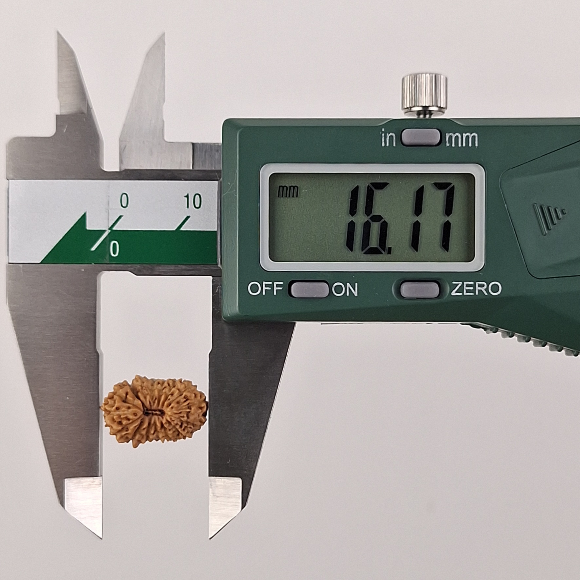 16 Mukhi Java Rudraksha 16.17 mm length measurement