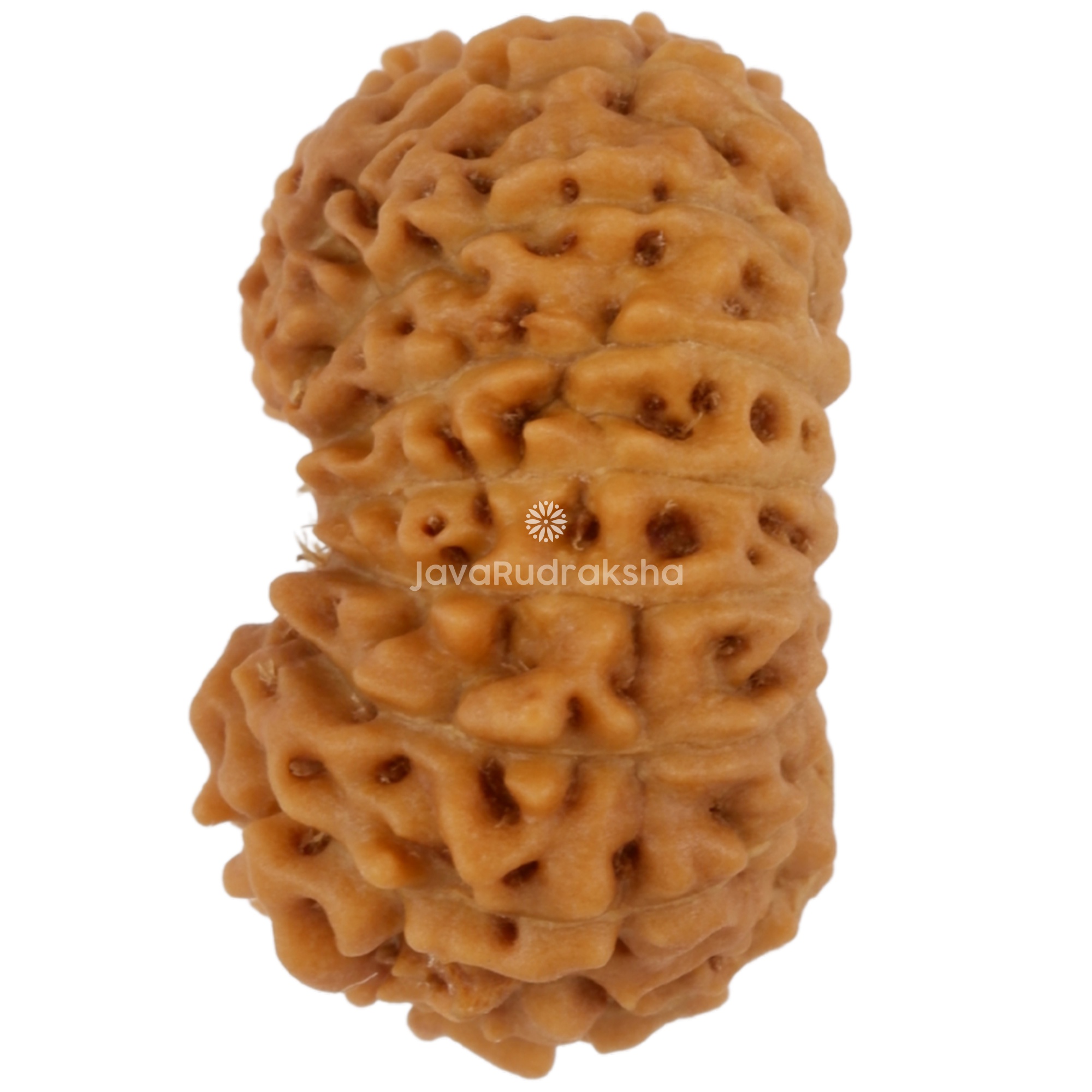 16 Mukhi Java Rudraksha 16.17 mm left side angle