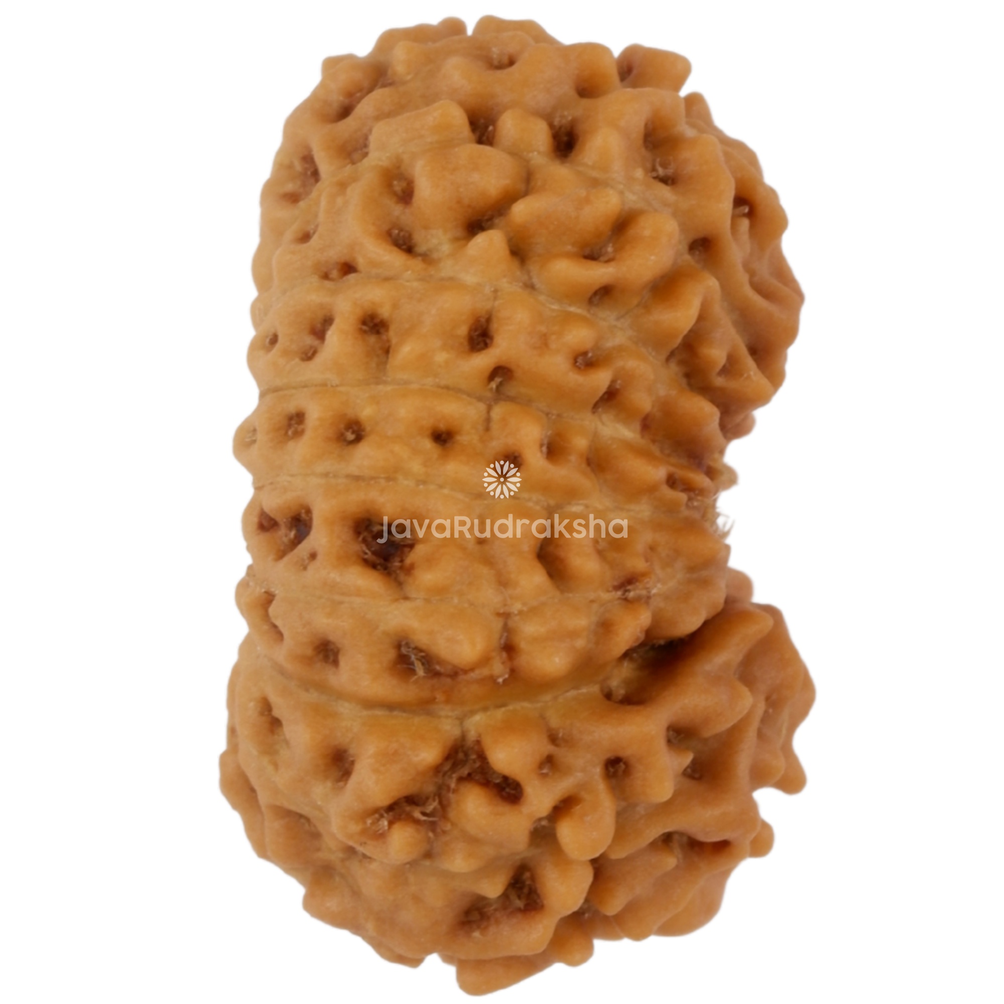 16 Mukhi Java Rudraksha 16.17 mm right side angle