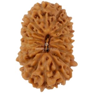 16 Mukhi Java Rudraksha 16.17 mm top view