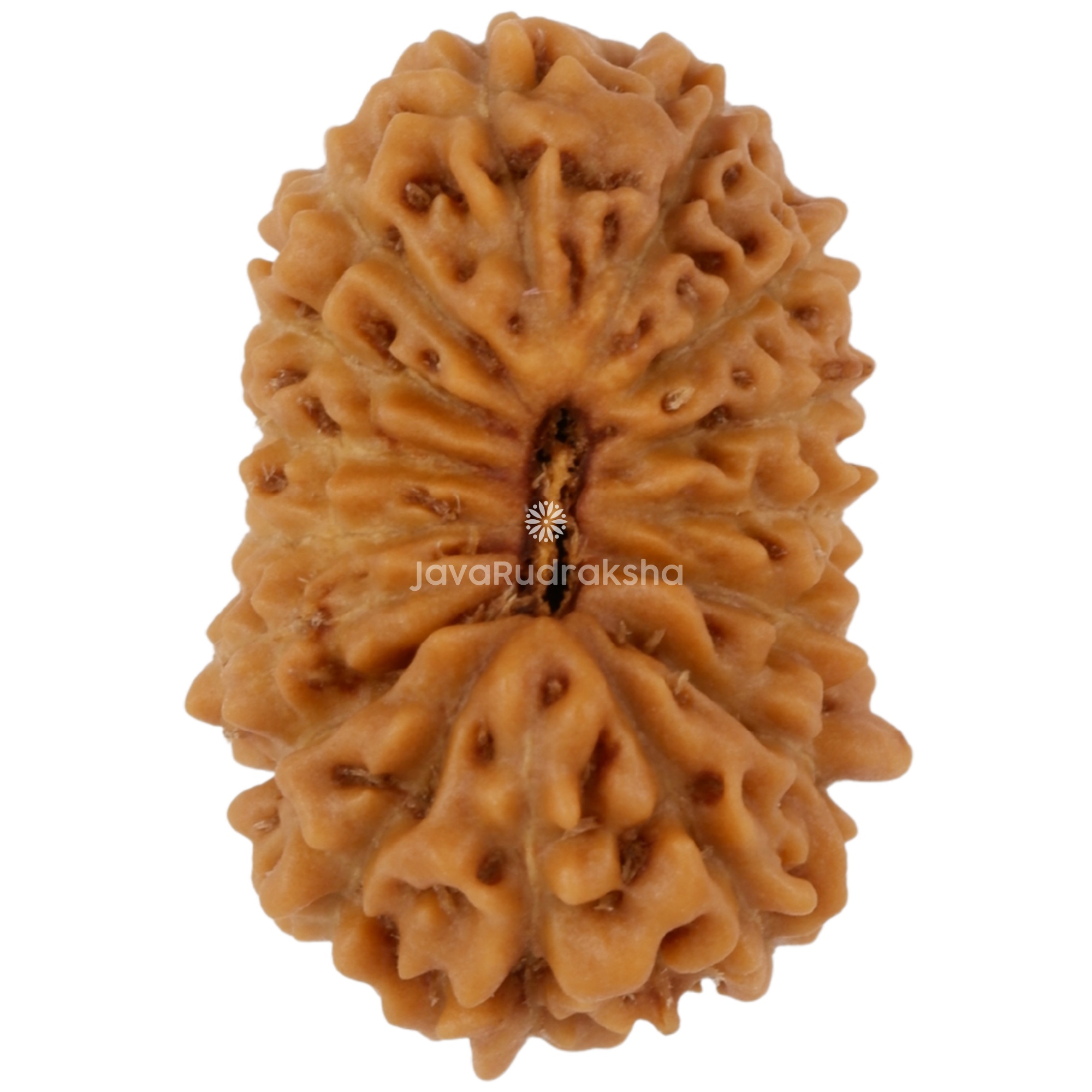16 Mukhi Java Rudraksha 16.17 mm top view