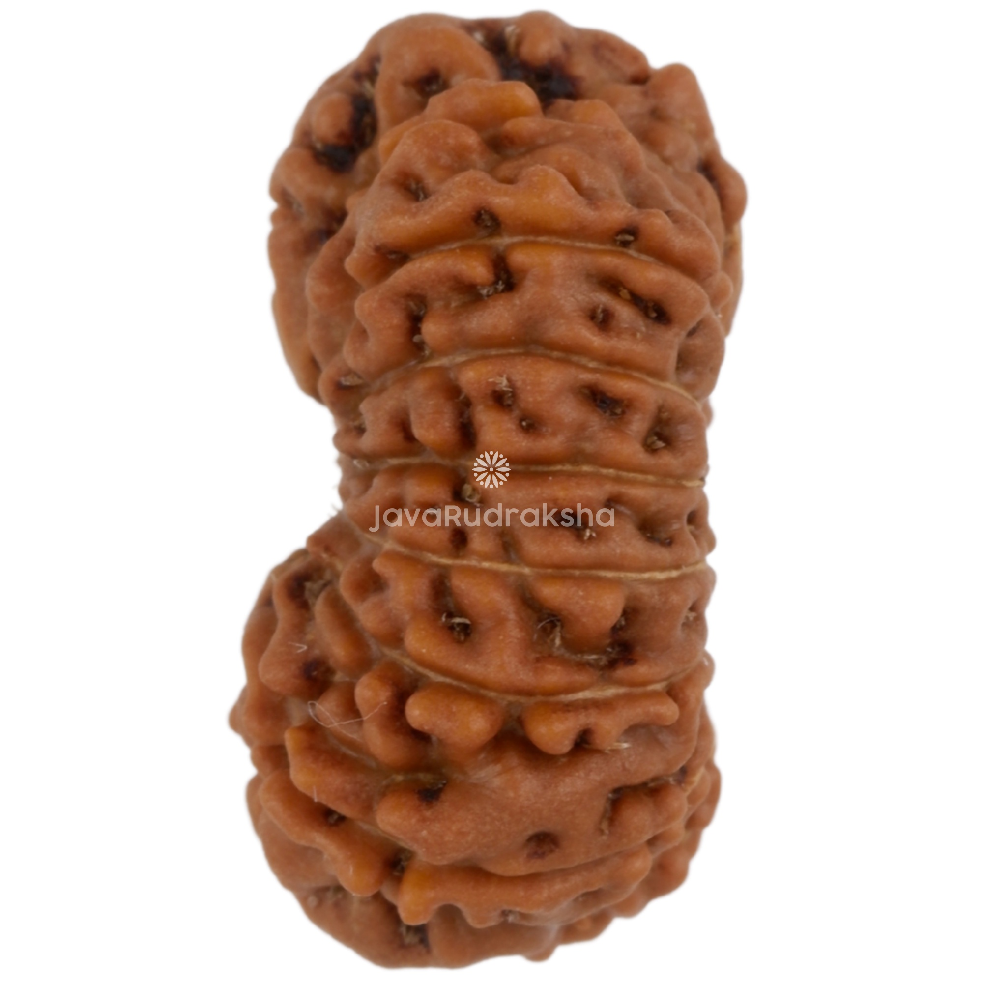 16 Mukhi Java Rudraksha 17.04 mm left side angle