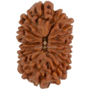 16 Mukhi Java Rudraksha 17.04 mm top view