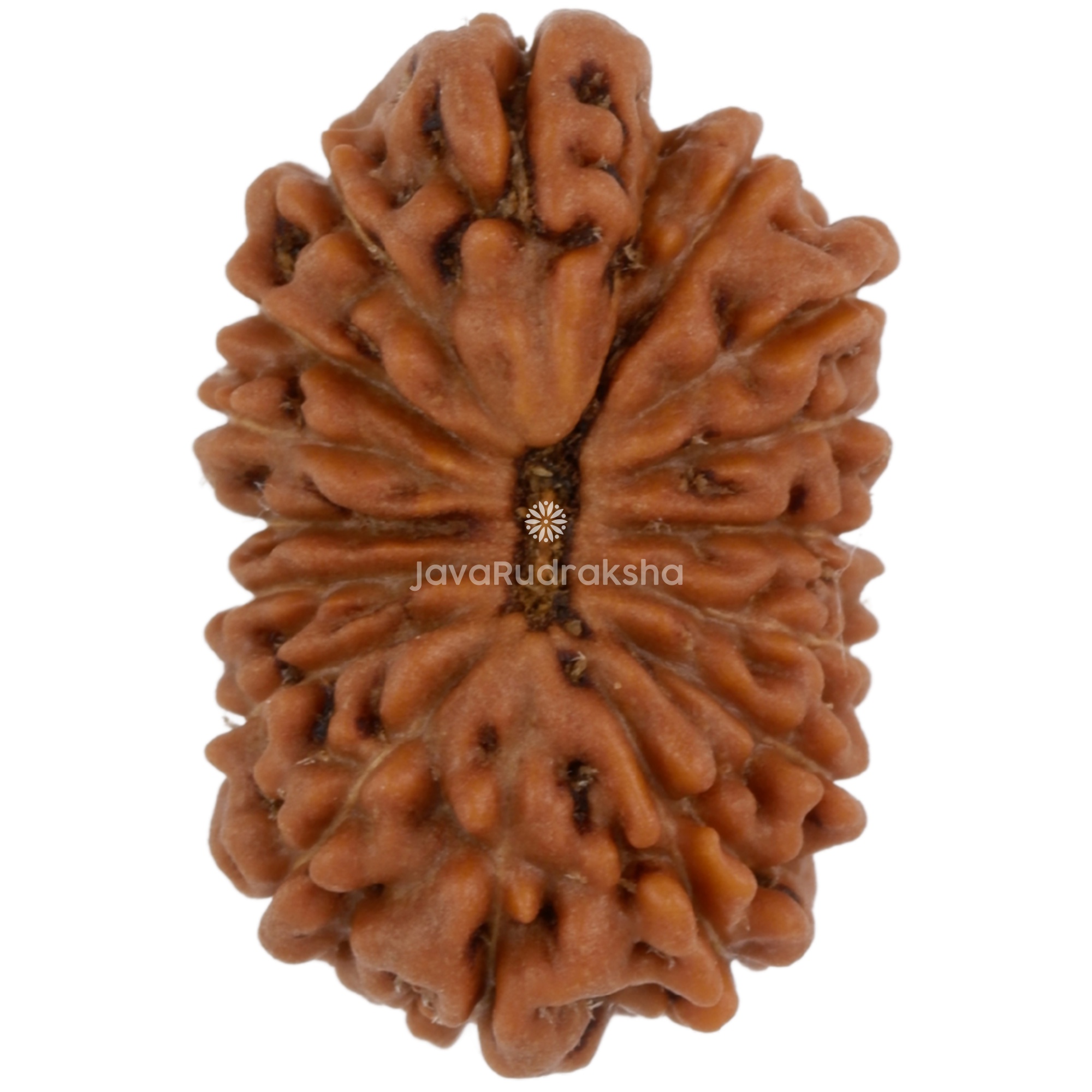 16 Mukhi Java Rudraksha 17.04 mm top view