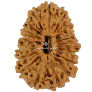 17 Mukhi Java Rudraksha 20.12 mm top view