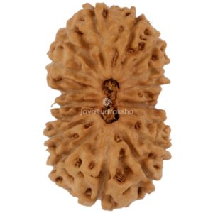 17 Mukhi Java Rudraksha 20.52 mm top view