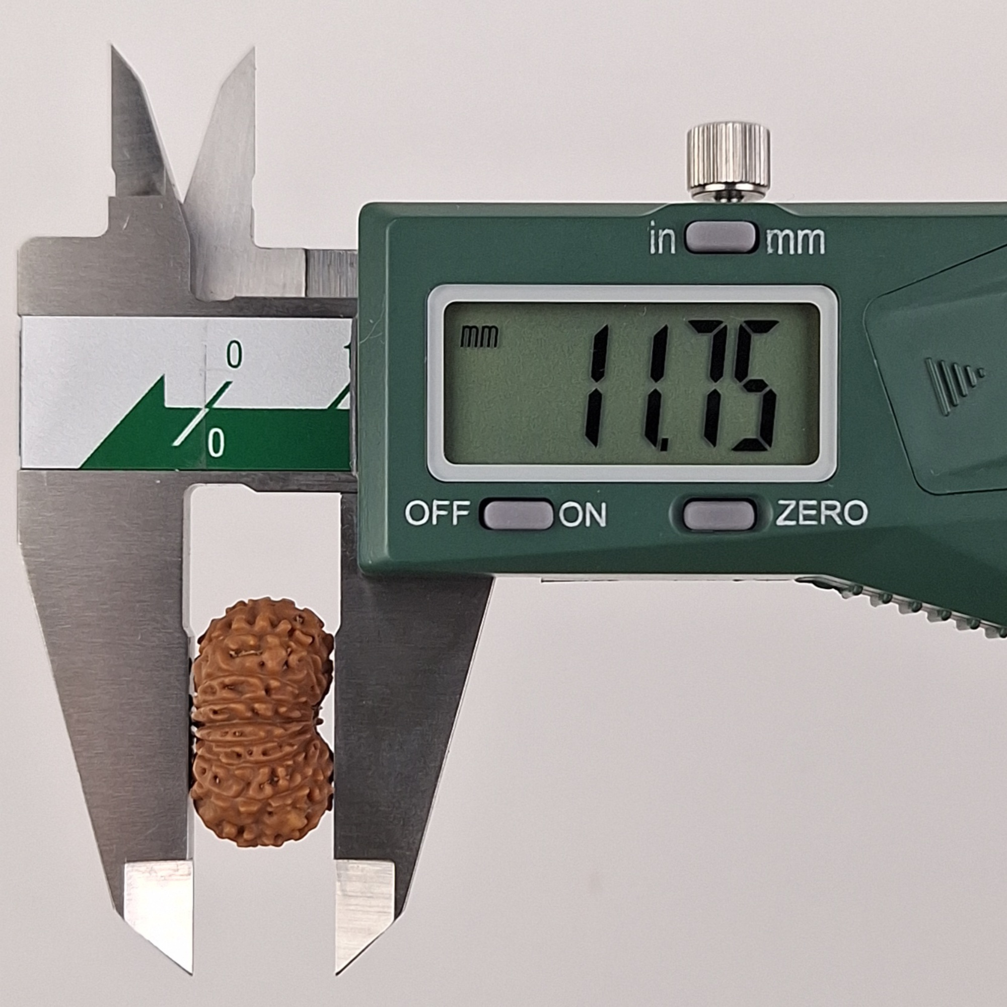 17 Mukhi Java Rudraksha 11.75 mm depth measurement