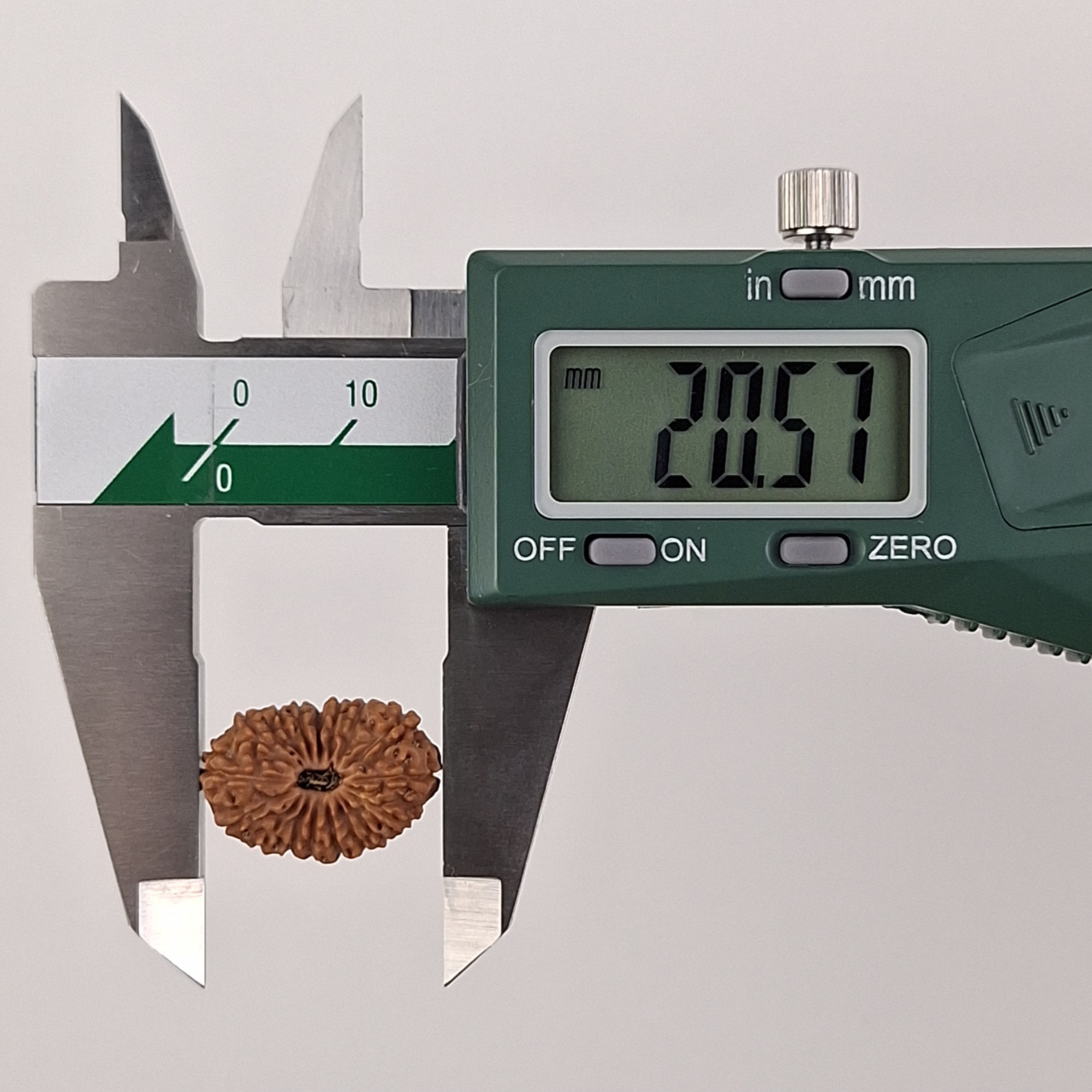 17 Mukhi Java Rudraksha 20.57 mm length measurement