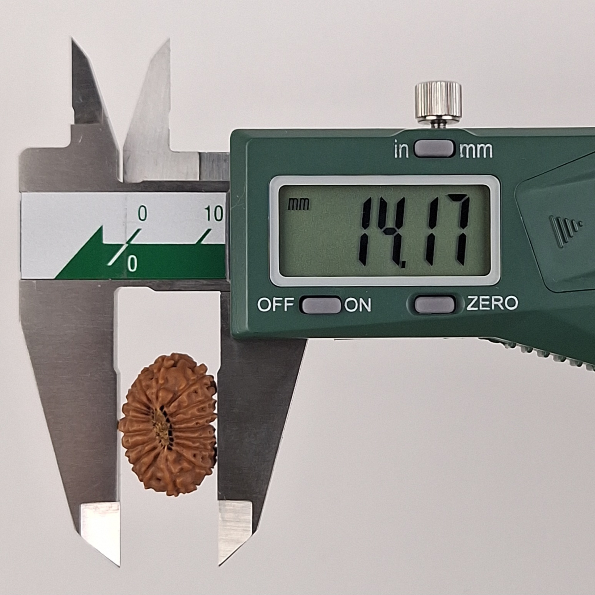 17 Mukhi Java Rudraksha 14.17 mm width measurement