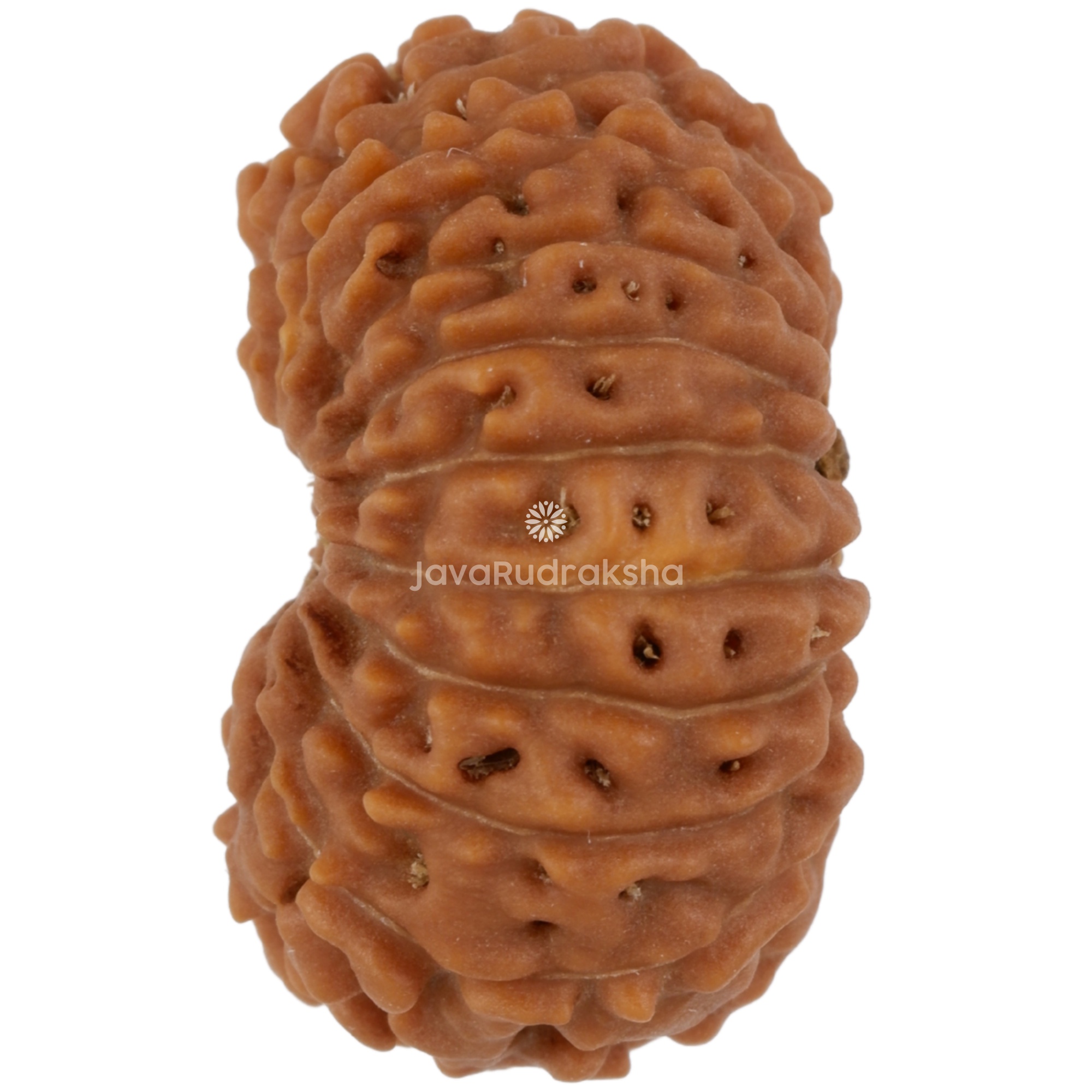 17 Mukhi Java Rudraksha 20.57 mm left side angle