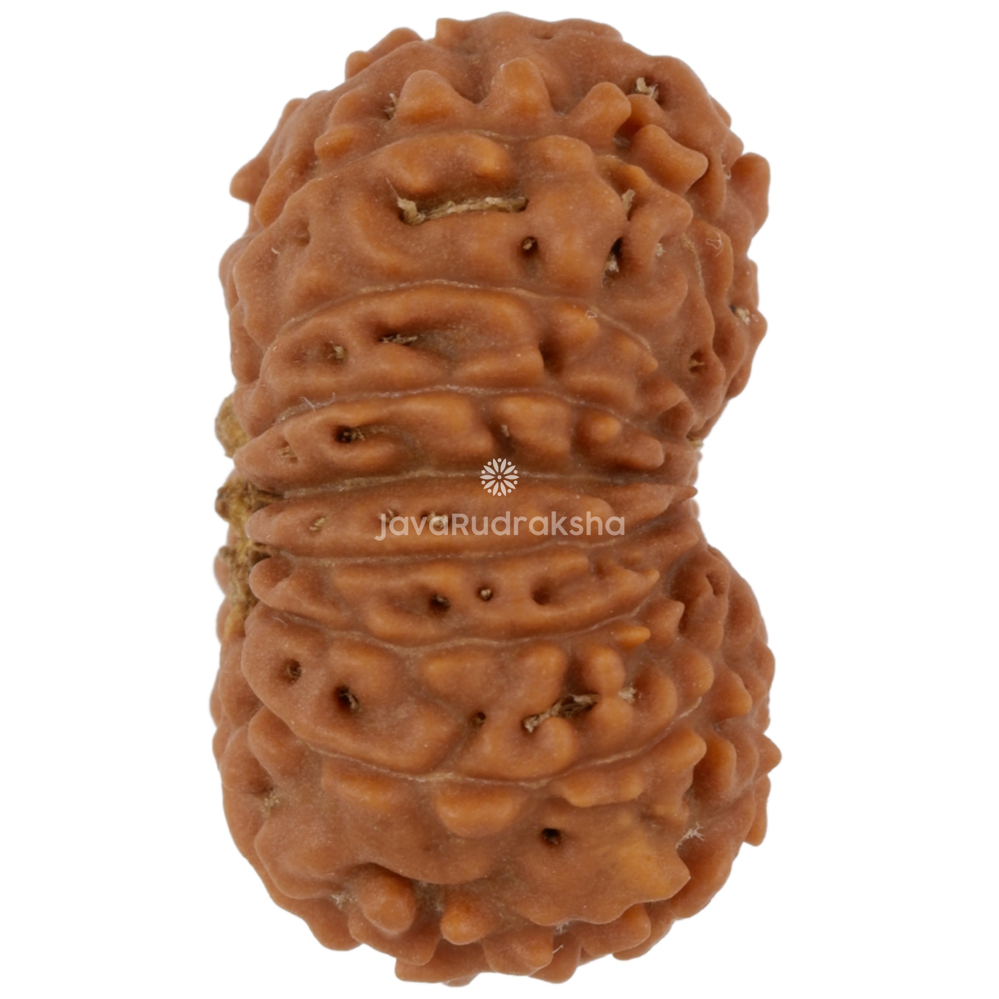 17 Mukhi Java Rudraksha 20.57 mm right side angle